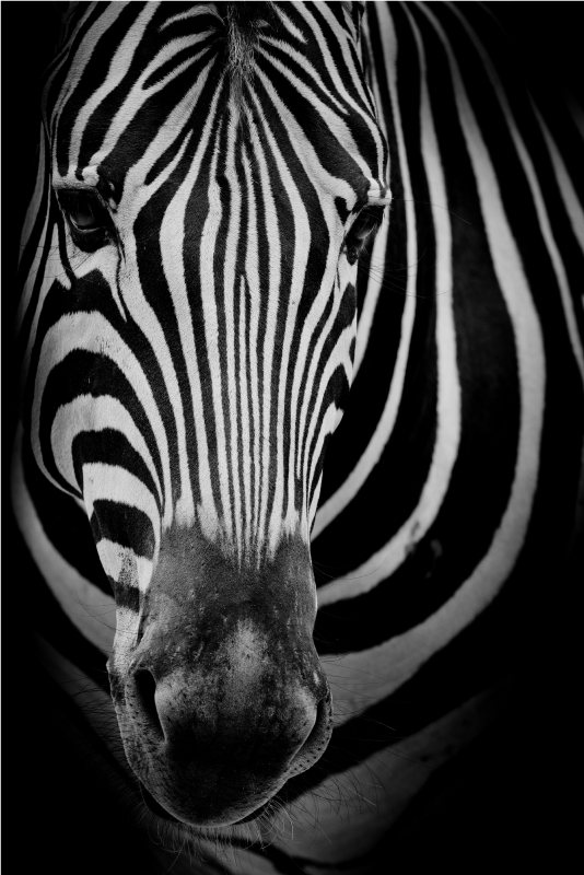 Covor de vinil cu imprimeu animal zebra face - TenStickers