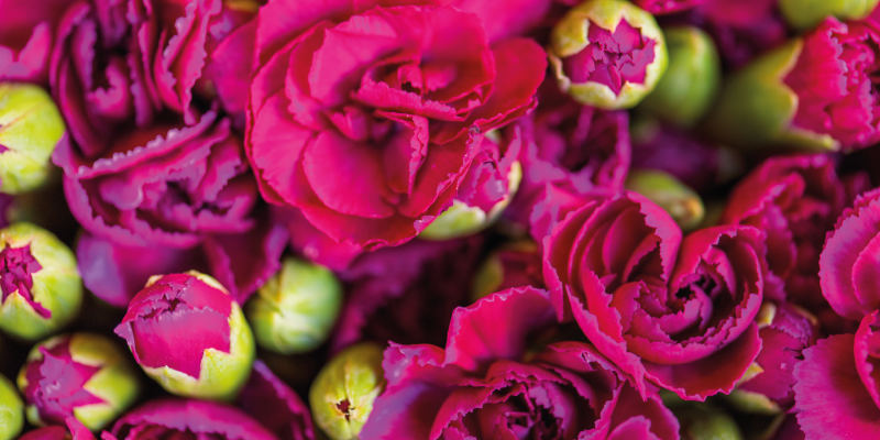 Covoare roz înflorite covor floral - TenStickers