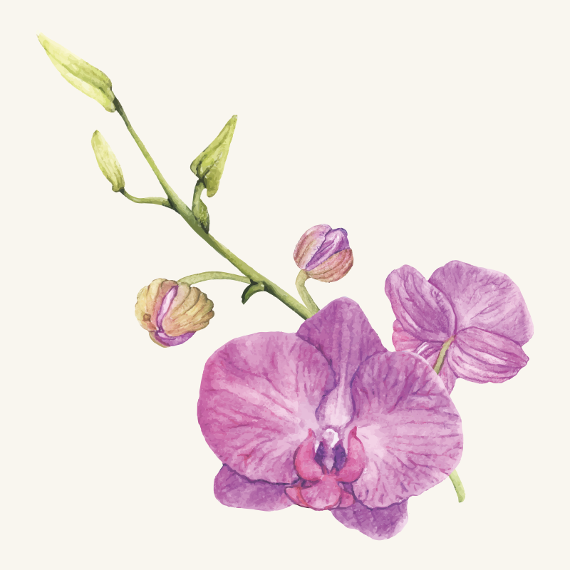 Covor vinil flori și plante florescențe de orhidee violet - TenStickers