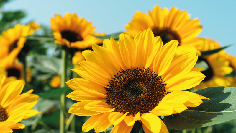 Covor vinil flori și plante design cu floarea soarelui - TenStickers