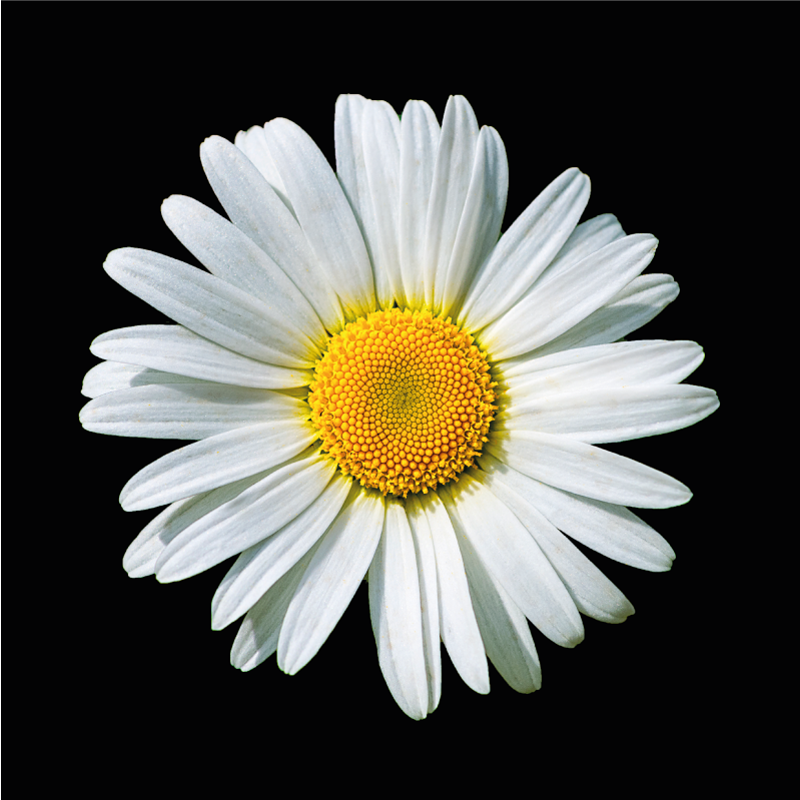 Covor vinil flori și plante floare de margaretă - TenStickers