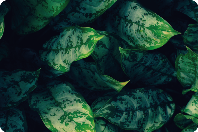 Covor vinil cu aspect de natura frunze verzi vibrante - TenStickers