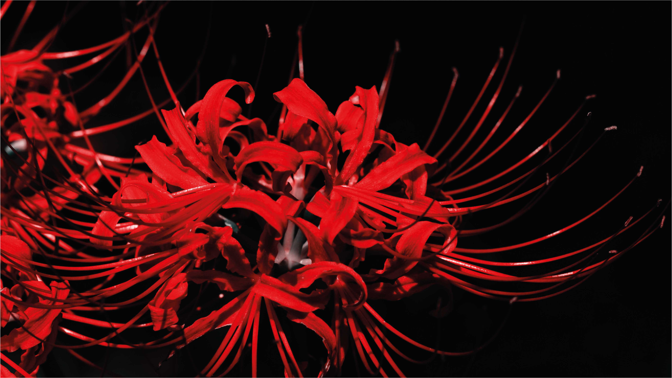 Covor vinil flori și plante explozie florală roșie - TenStickers