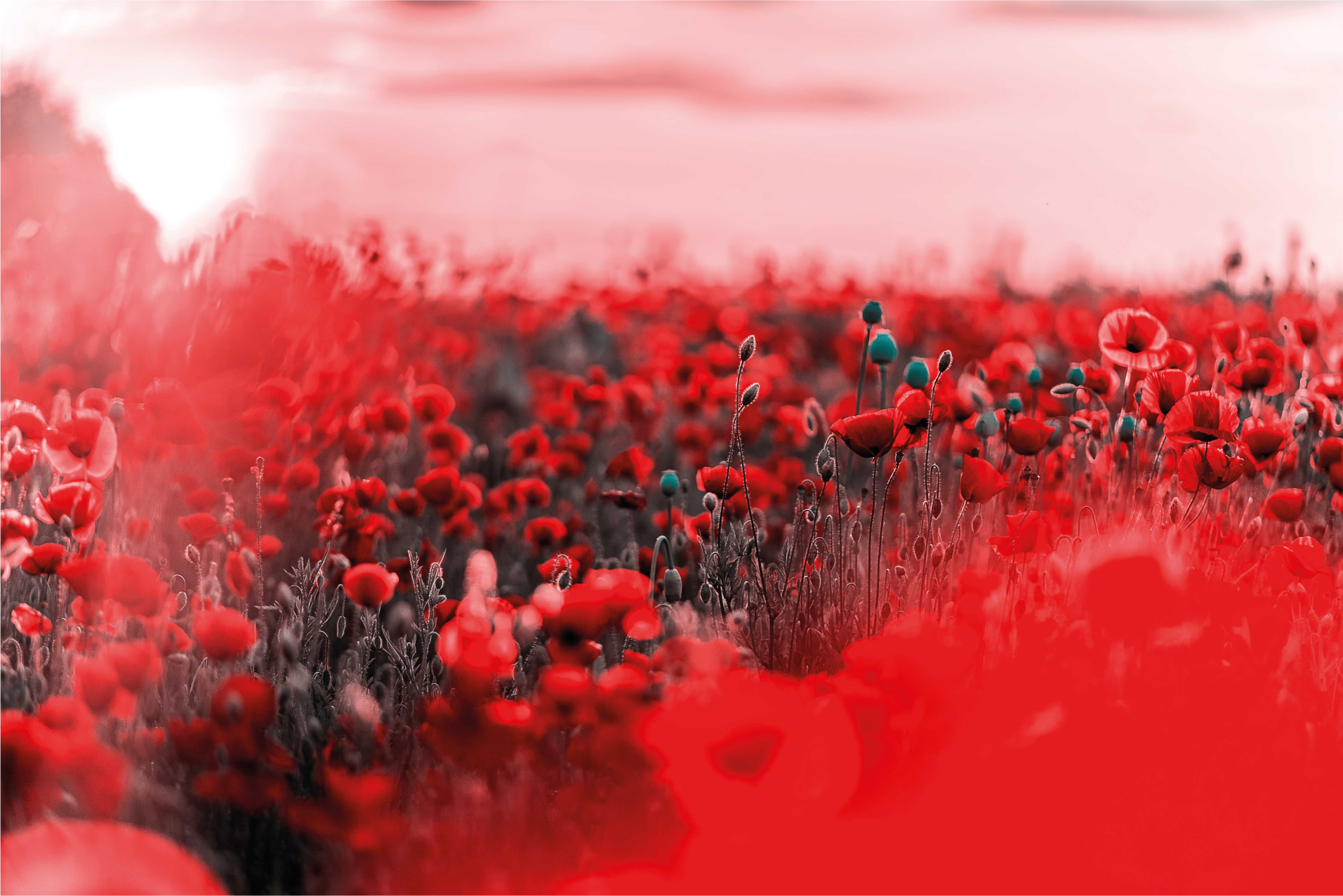 Covor vinil flori și plante scenă florală roșie - TenStickers