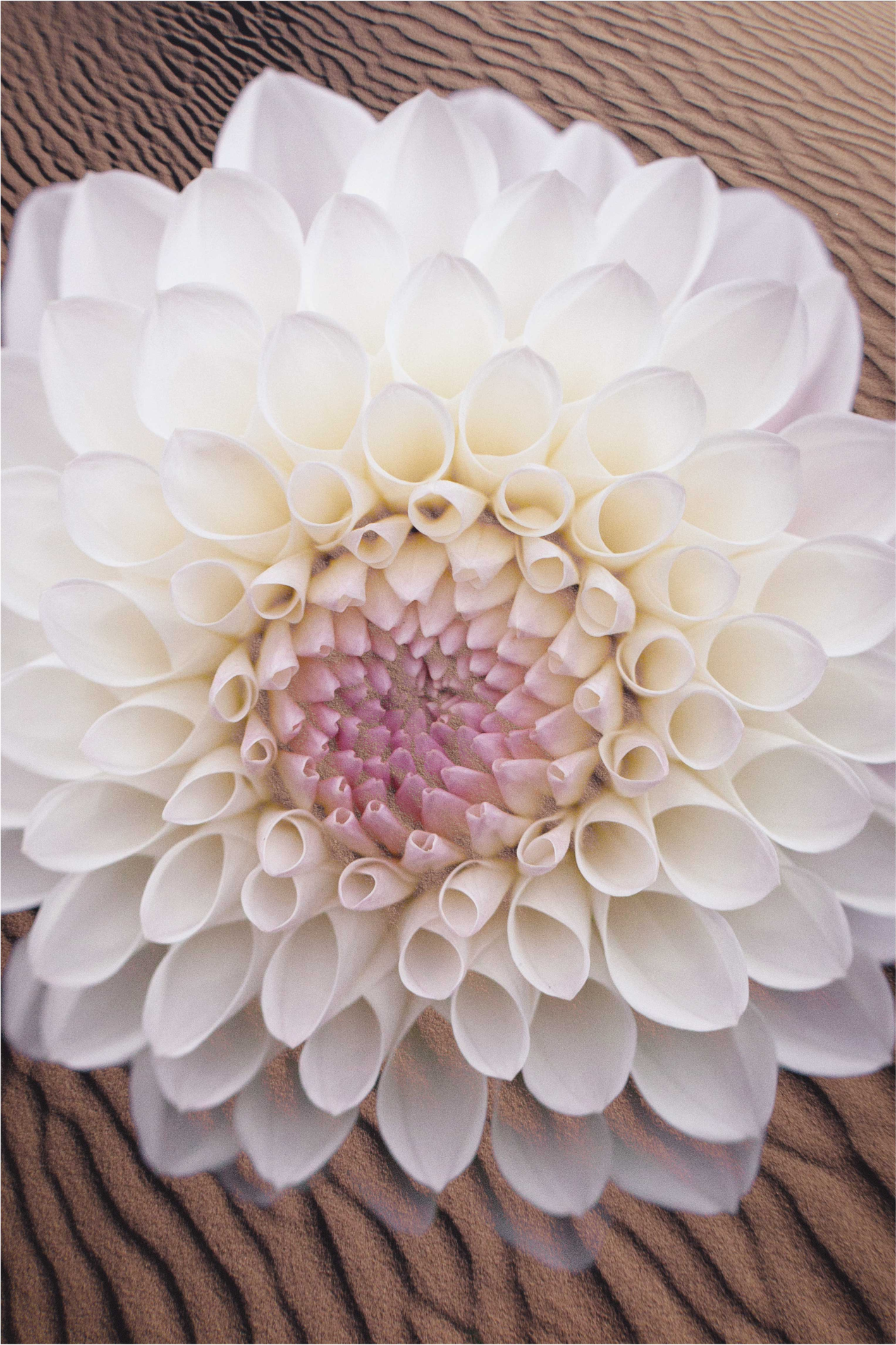 Covor vinil flori și plante aranjament elegant de flori - TenStickers