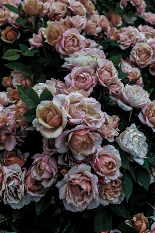 Covor din vinil multi trandafiri roz și alb - TenStickers