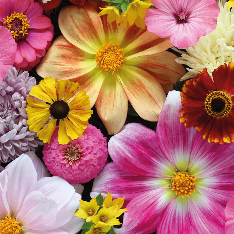 Covor cu flori galbene și roz pentru birou la domiciliu - TenStickers