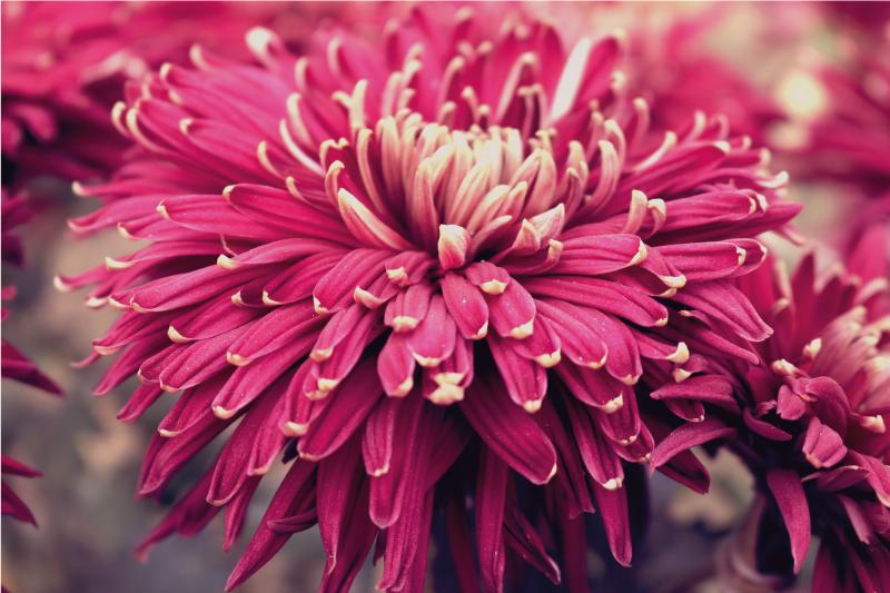 Covor floral cu flori mari - TenStickers