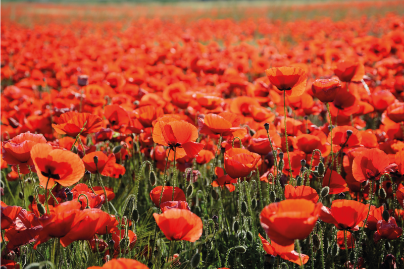 Covor de flori de mac covor floral - TenStickers