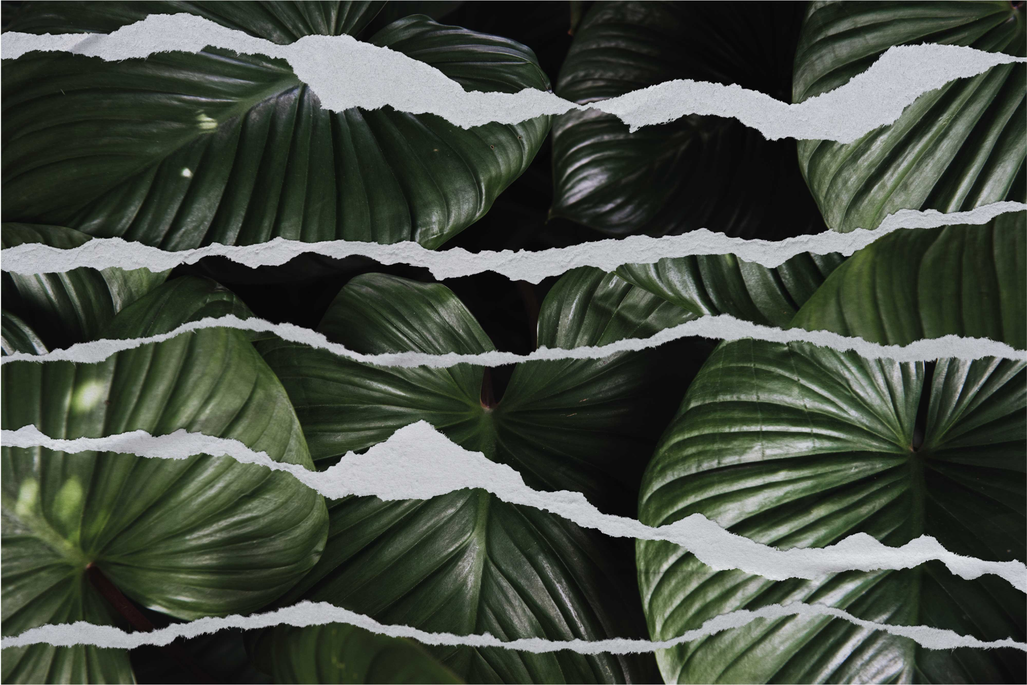 Covor vinil cu aspect de natura model de frunze rupte - TenStickers