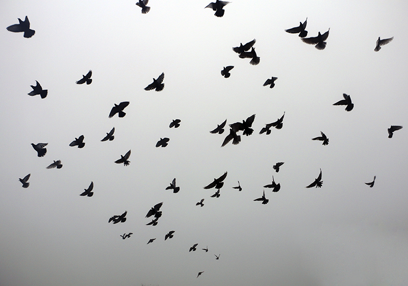 Alții covor de vinil model de păsări care zboară - TenStickers