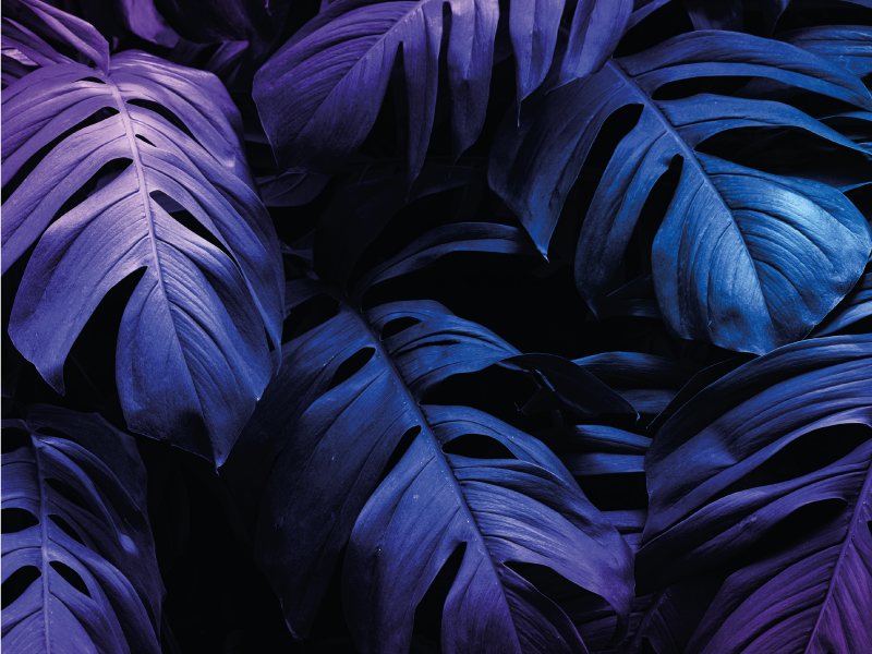 Covor vinil flori și plante design cu frunze tropicale - TenStickers