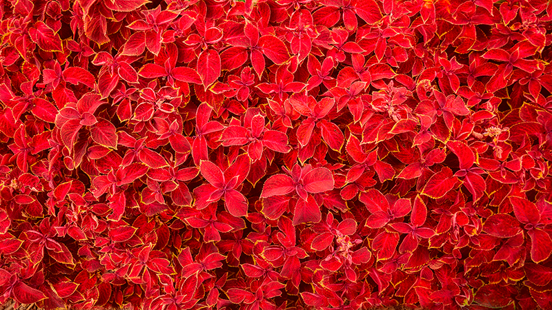 Covor vinil roșu model de petale - TenStickers