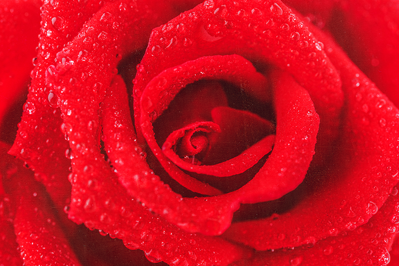 Covor vinil roșu trandafir - TenStickers