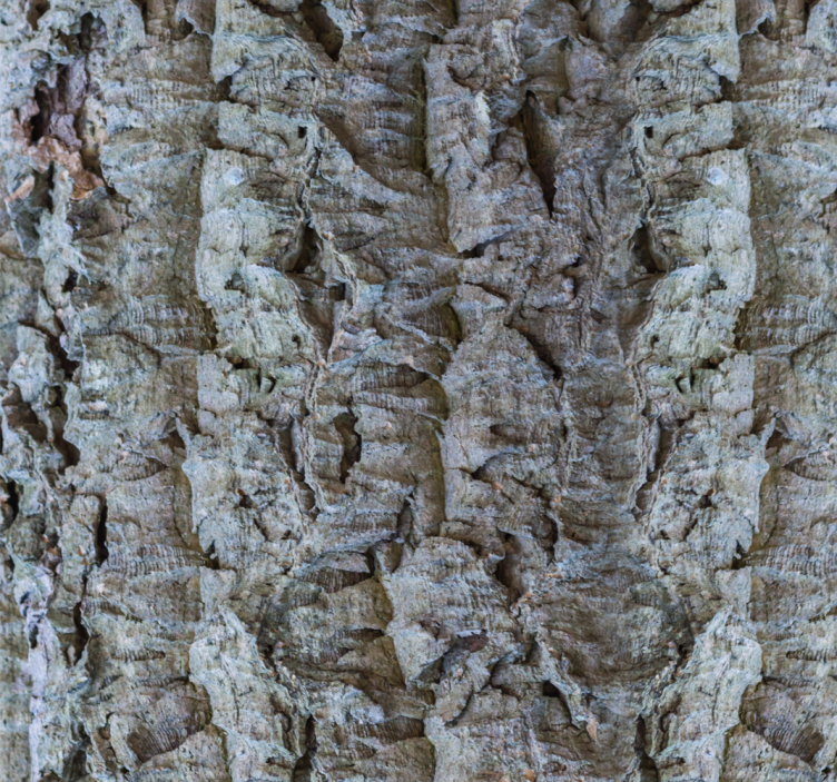 Tapet lemn textura scoarței - TenStickers